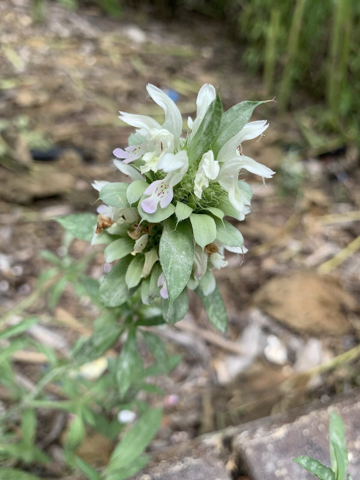 Lemon Beebalm Seeds. 100 plus seeds. Lemon Mint/Horsemint