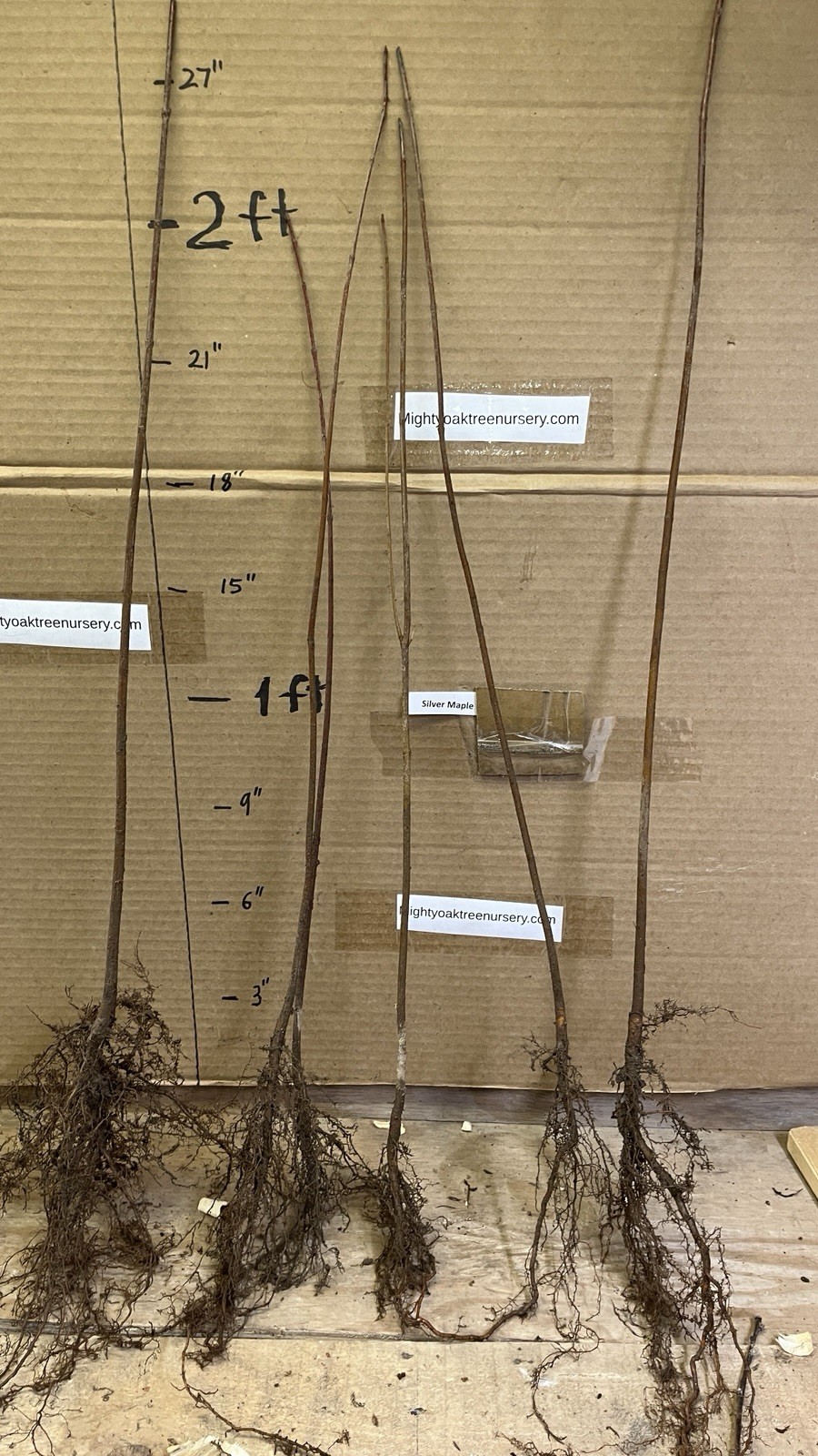Silver Maple Acer saccharinum (dasycarpum) 1-2 years old