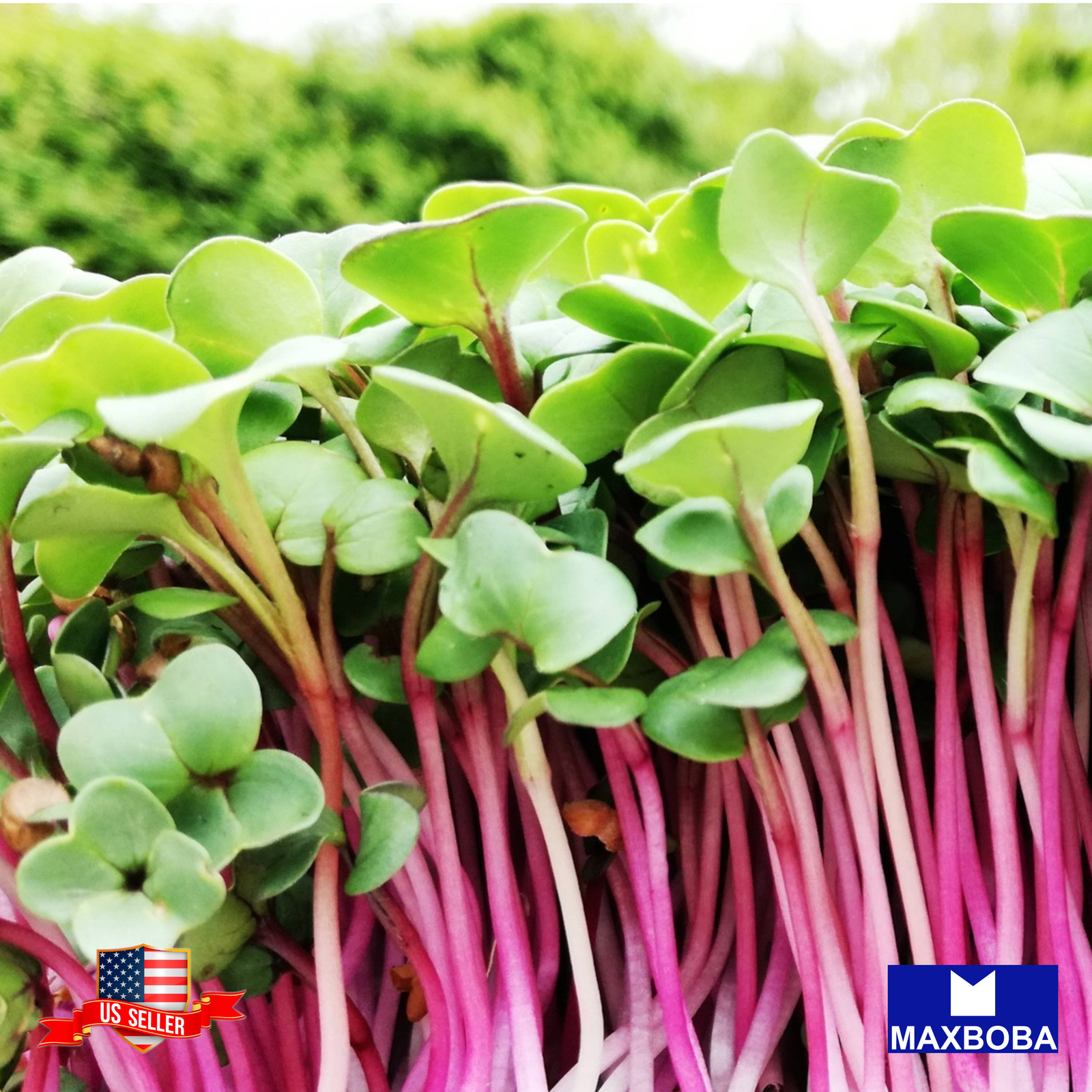 Radish Seeds China Rose (Conventional) Microgreens Non-GMO Heirloom