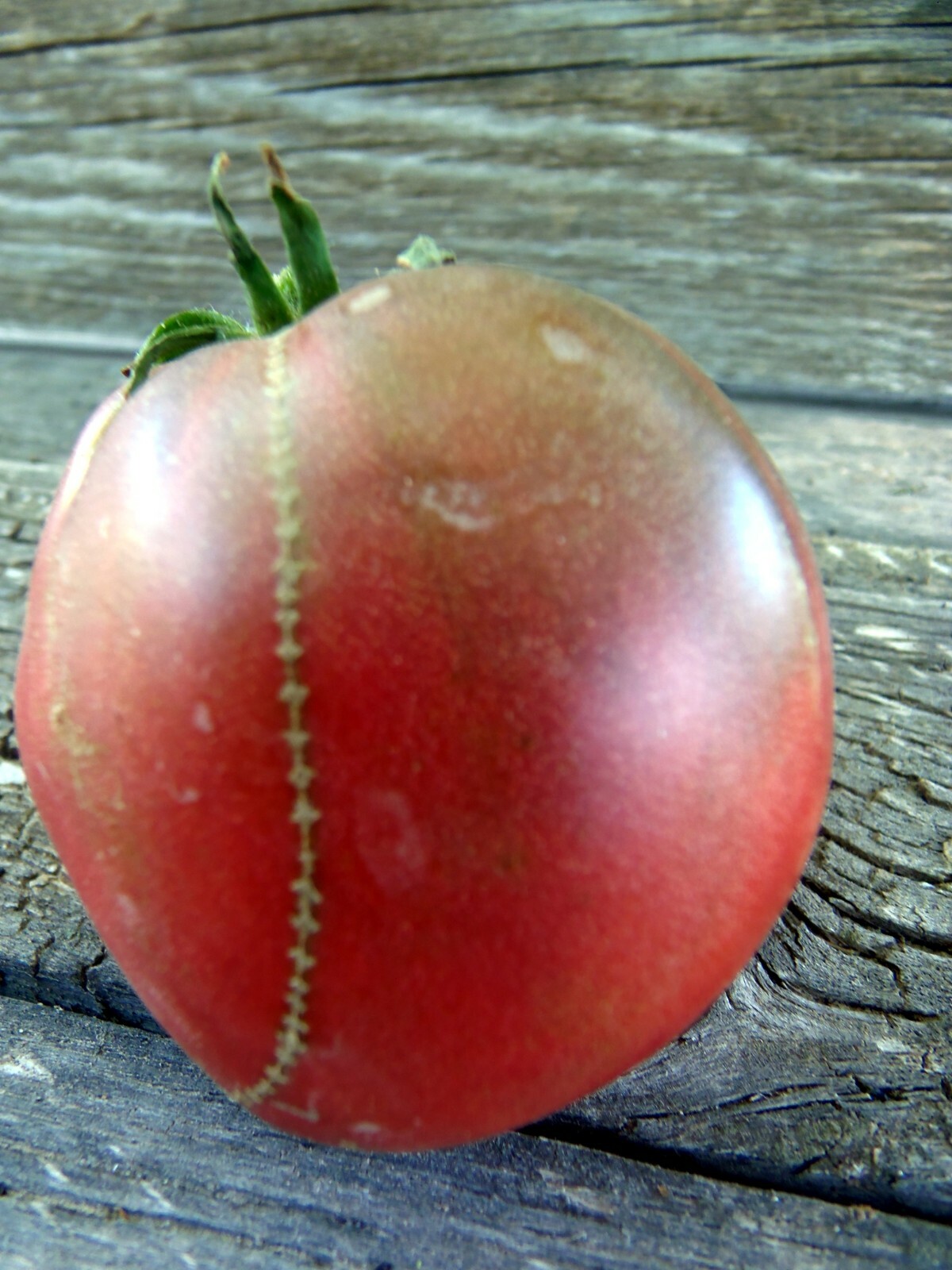 Longhorn – for salad and sauces, developed at J&L Gardens