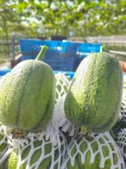 10 Taiwan APPLE LUFFA Hybrid Seeds; 蘋果絲瓜 very sweet can be eaten raw; from 農友種苗
