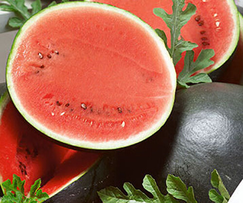 25+Sugar Baby Watermelon Seeds Garden Bush Watermelon AVG WT 7-10 lbs USA