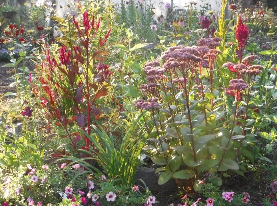 celosia pampas plume, feather mix 25+ Seeds