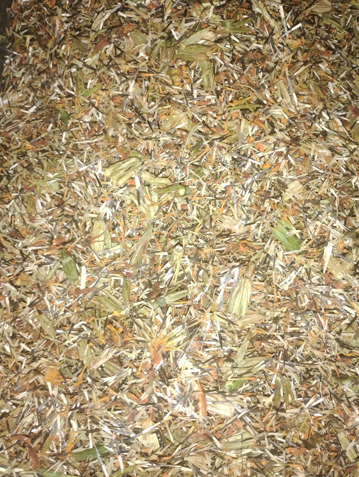 Sparky Mix Marigold Seeds | Bicolor Orange, Yellow & Red | Free Shipping