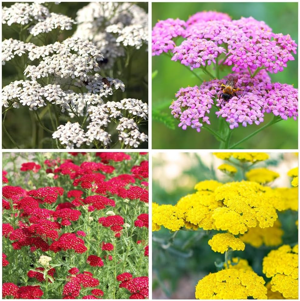 12000+ Mixed Yarrow Seeds for Planting – Achillea Millefolium Flower Seed Mix, P
