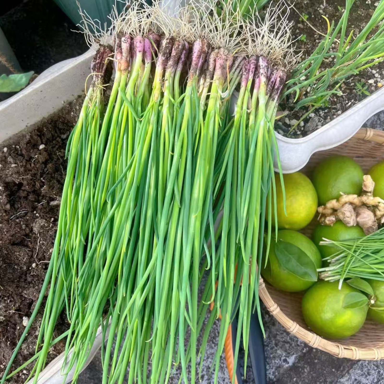 1000 Green Onion Seeds – Easy-to-Grow Scallions for Kitchen Garden or Containers