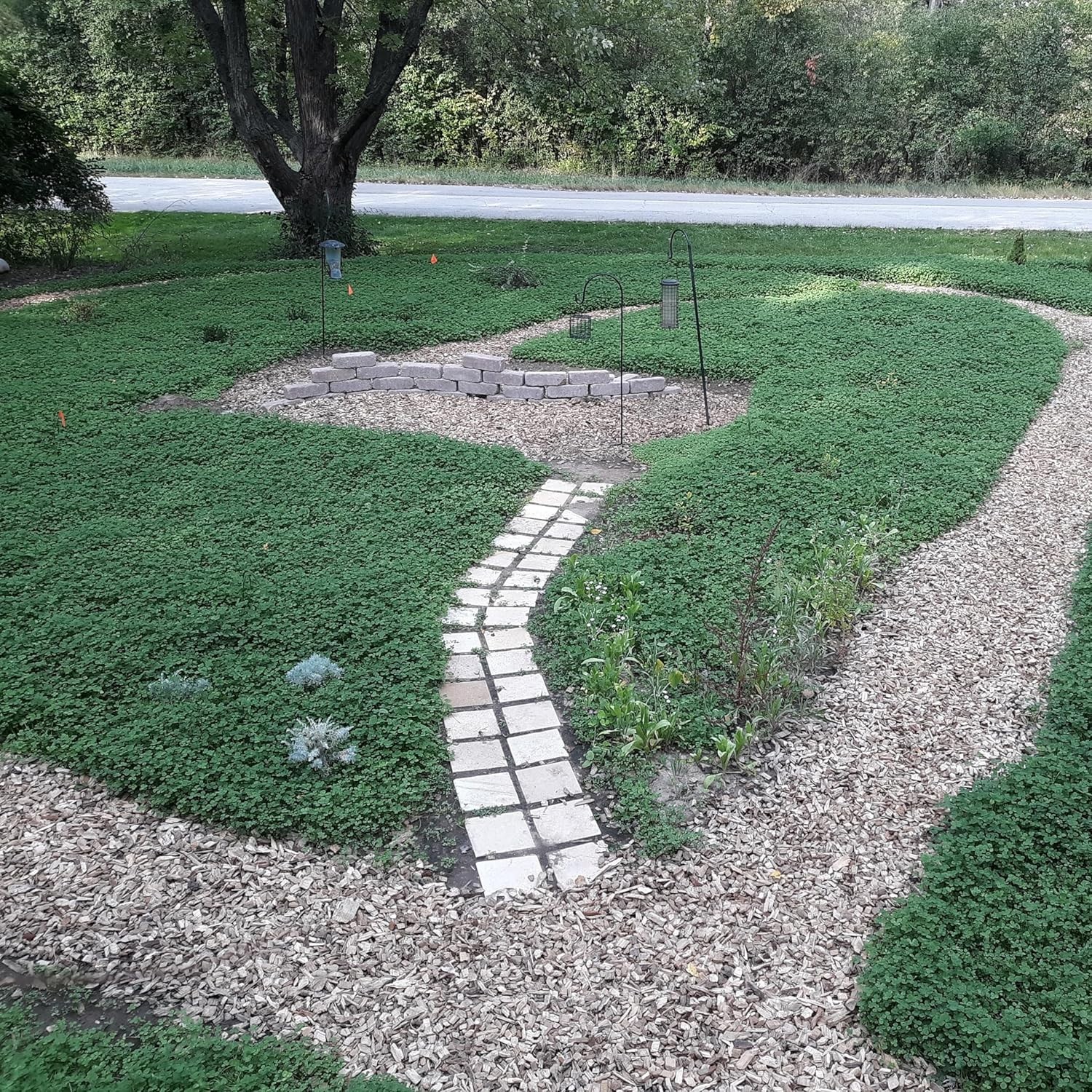 Drought-Resistant MiniClover Seed – 2 lb Small-Leaved Ground Cover Solution