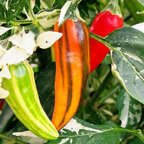 Fish Pepper Seeds | Heirloom / Non-GMO | Free Shipping | Seed Store | 1286