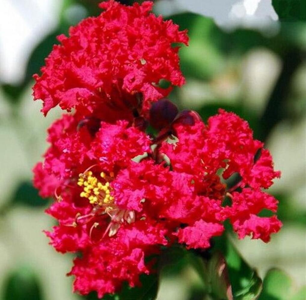 20 SEEDS for Cherry Red CRAPE MYRTLE rare flower exotic tree plant USA Seller