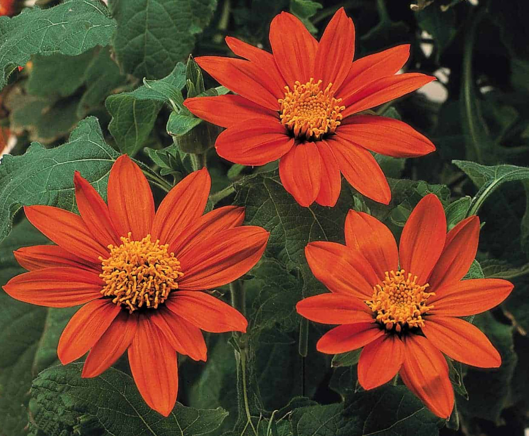 Tithonia FIESTA DEL SOL DWARF AAS Winner Benary Mexican Sunflower 20 Seeds