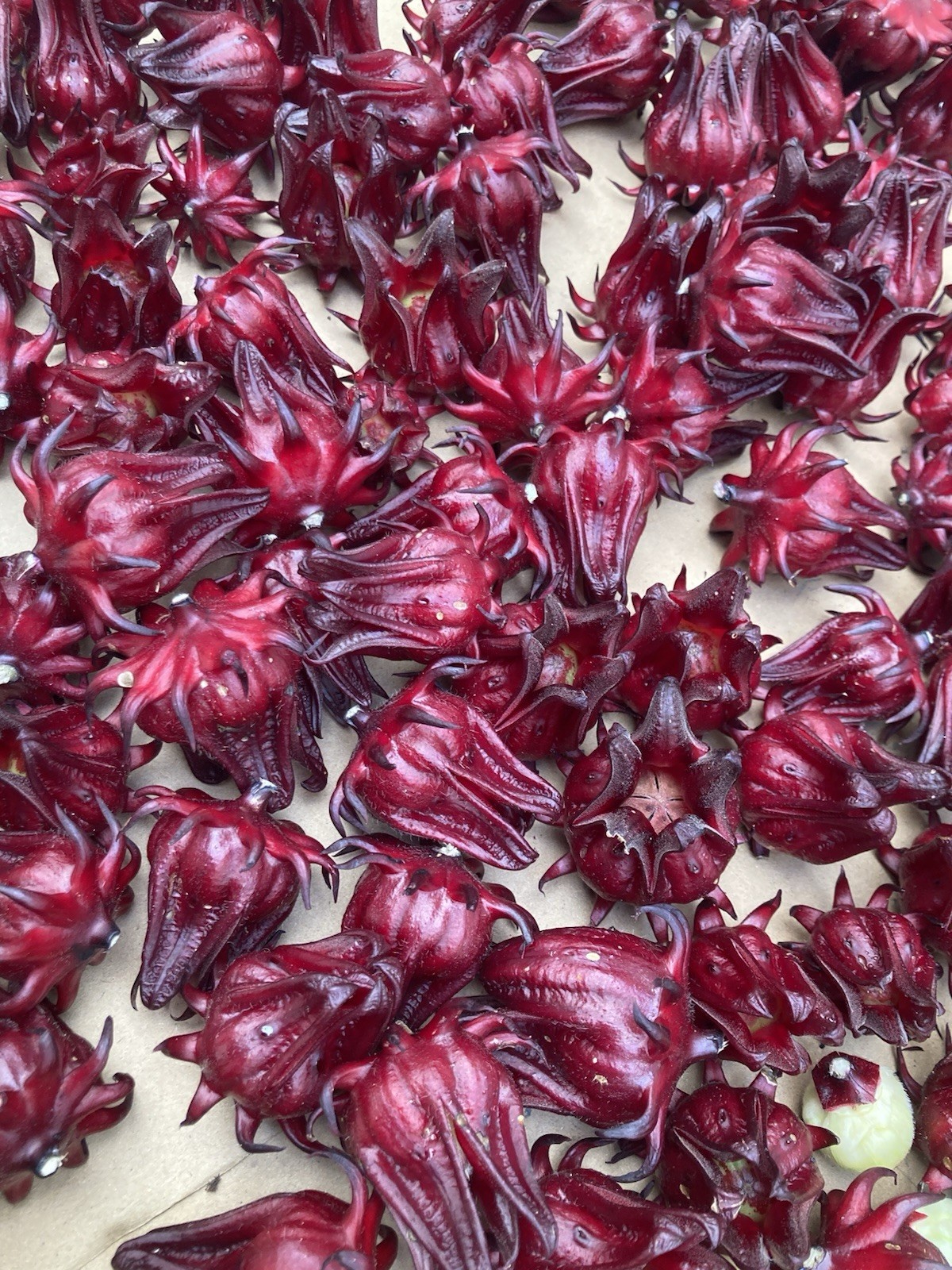 Roselle Hibiscus, Jamaican Sorrel 100 Seeds Flo. Grown Zone 9b Harvested 10/25