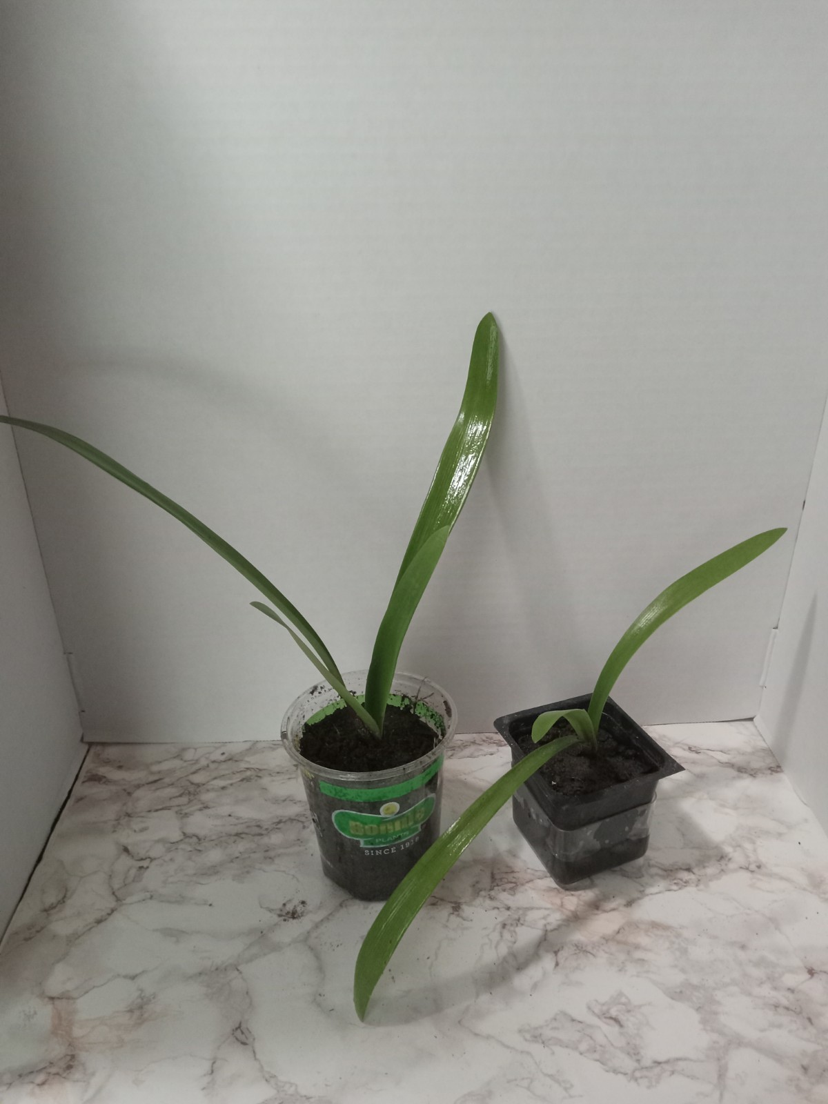 1 Orange Amaryllis Bulb – Live Plant. Well Rooted Potted Plant.