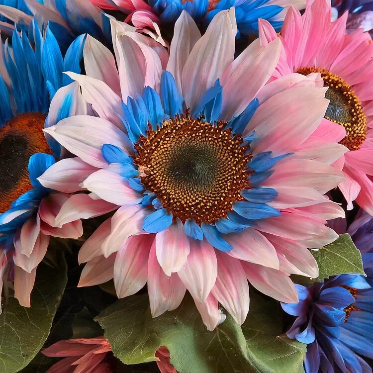 50 PCS Double-Flowered Sunflower: Blue-Pink Miracle Seeds