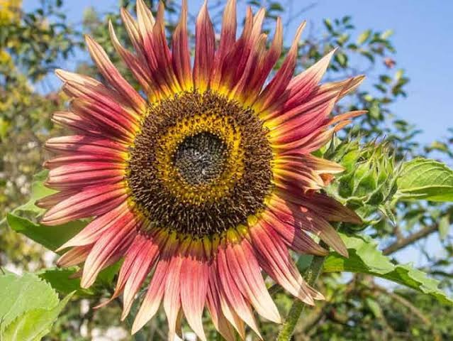 Gypsy Charmer, Triple Color Explosion Sunflower 10 Seeds Free Shipping!