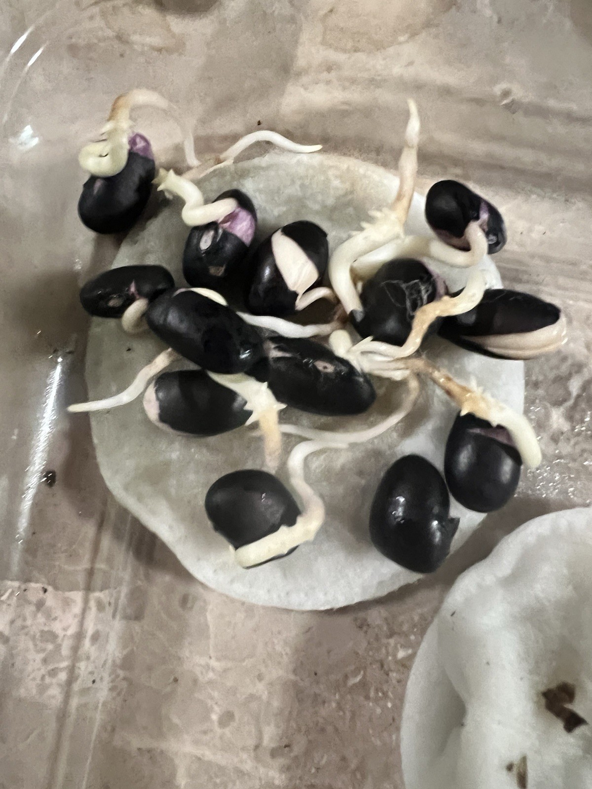 50 Seeds black bean seeds Turtle