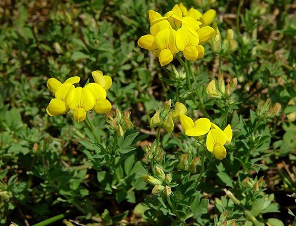 100+ Birdsfoot Trefoil Seeds (Lotus Corniculatus) Non-GMO Organic