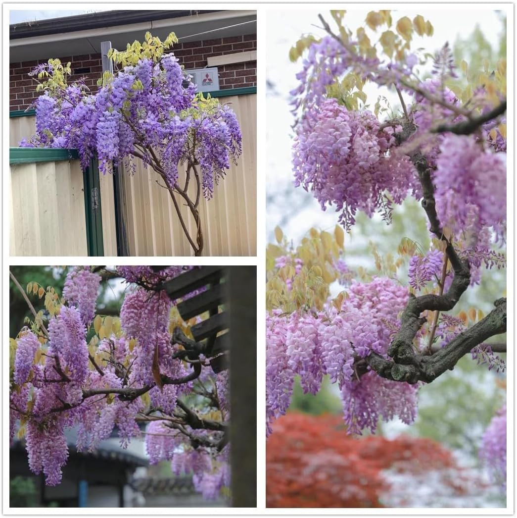 Chinese Wisteria Tree Seeds, Bonsai Seeds, Pack of 30 Bonsai Tree Seeds