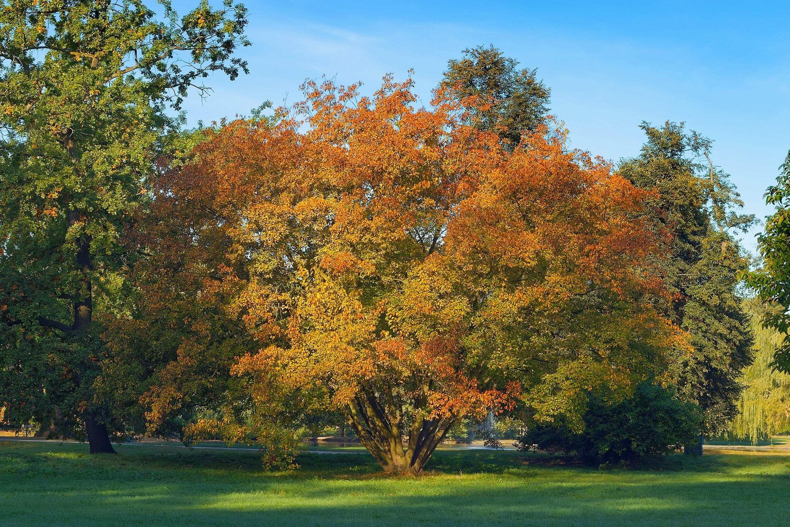 25 SIBERIAN MAPLE TREE Acer Ginnala Seeds – Red Fall Foliage
