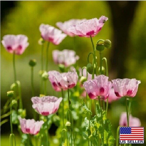 Turkish P Somniferum Poppy Seeds For Planting 20,000+ Imported Untreated Seeds