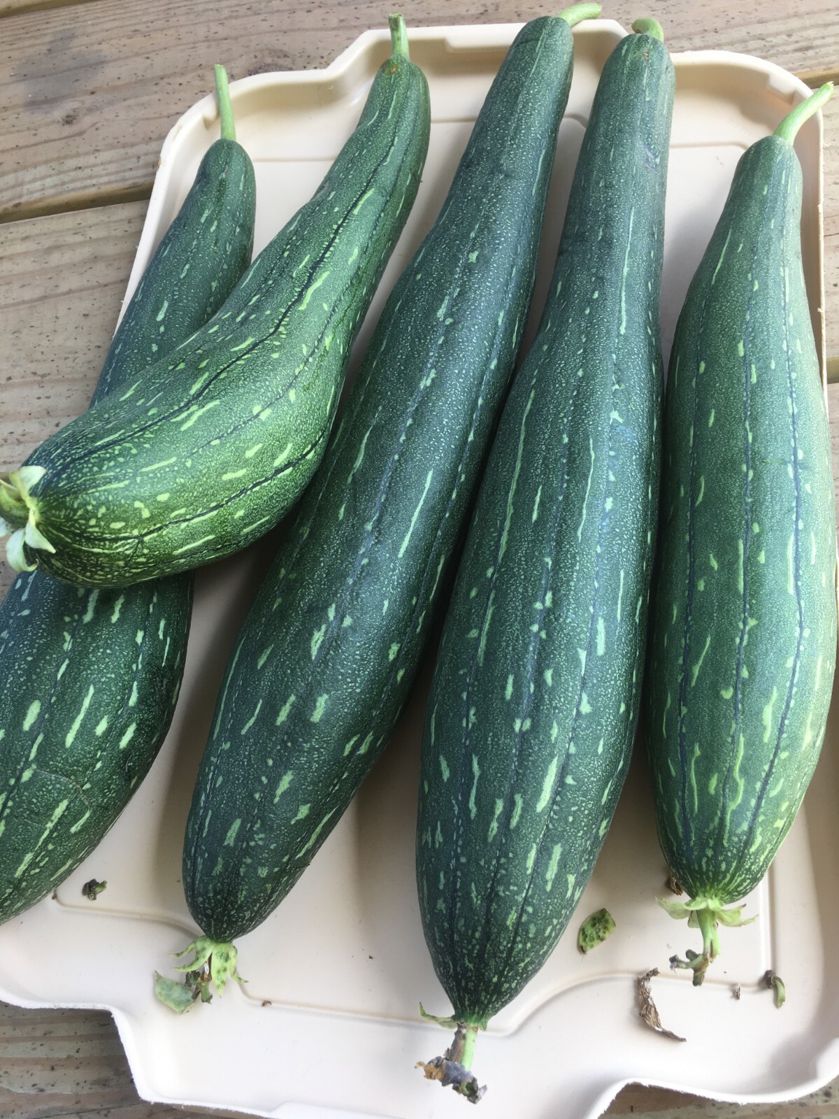 LUFFA GOURD – 15 Fresh Seeds – FREE Shipping