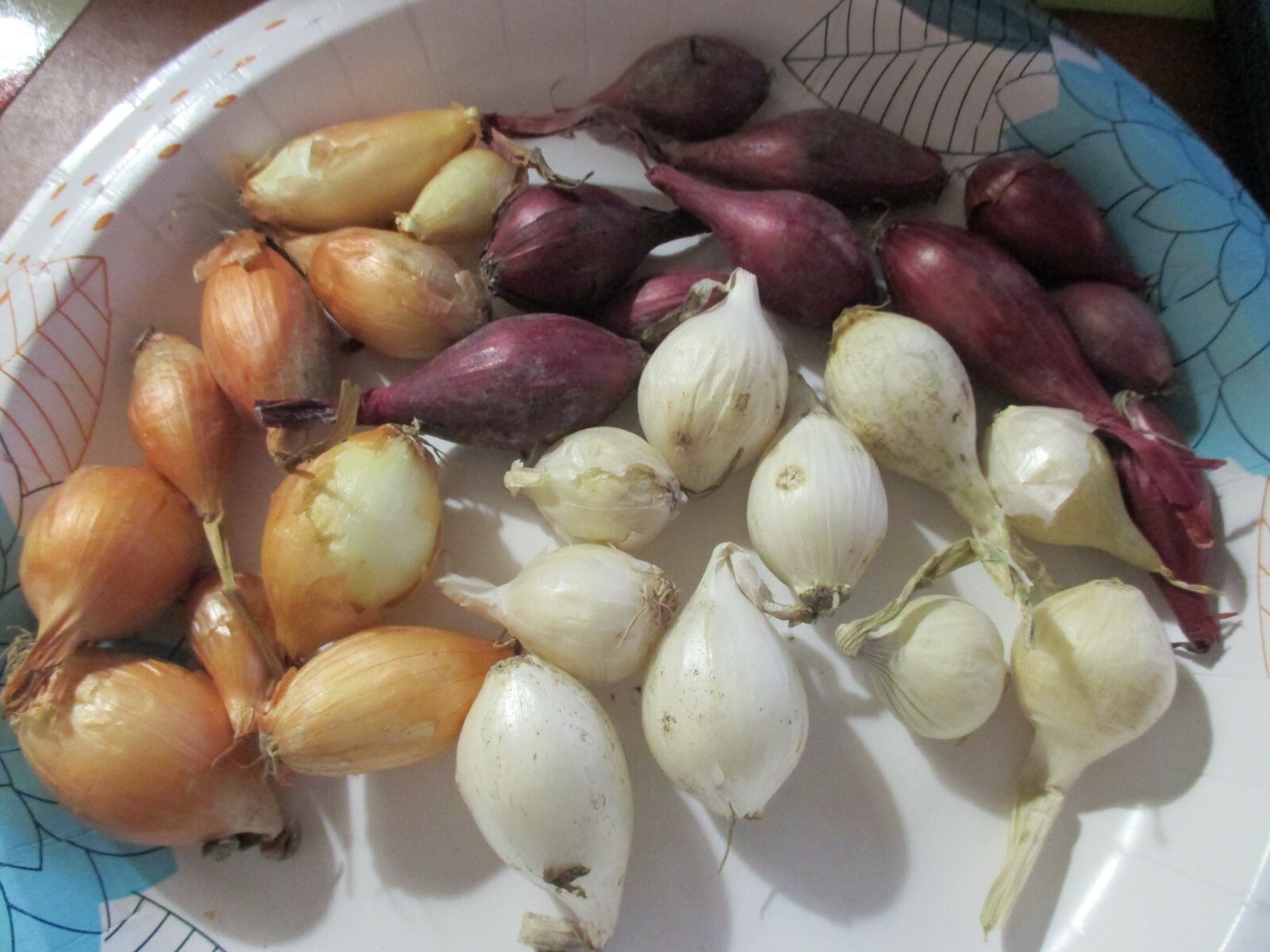 SOLD OUT TILL FALL 2024 Onion