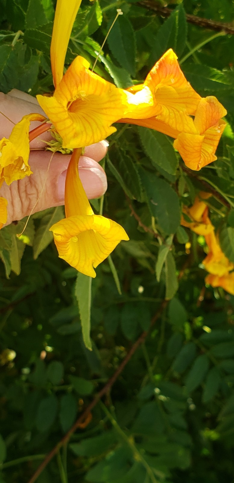 (25) Orange Jubilee (Tecoma Stans) Seed Flowering Shrub Seeds Drought-resistant