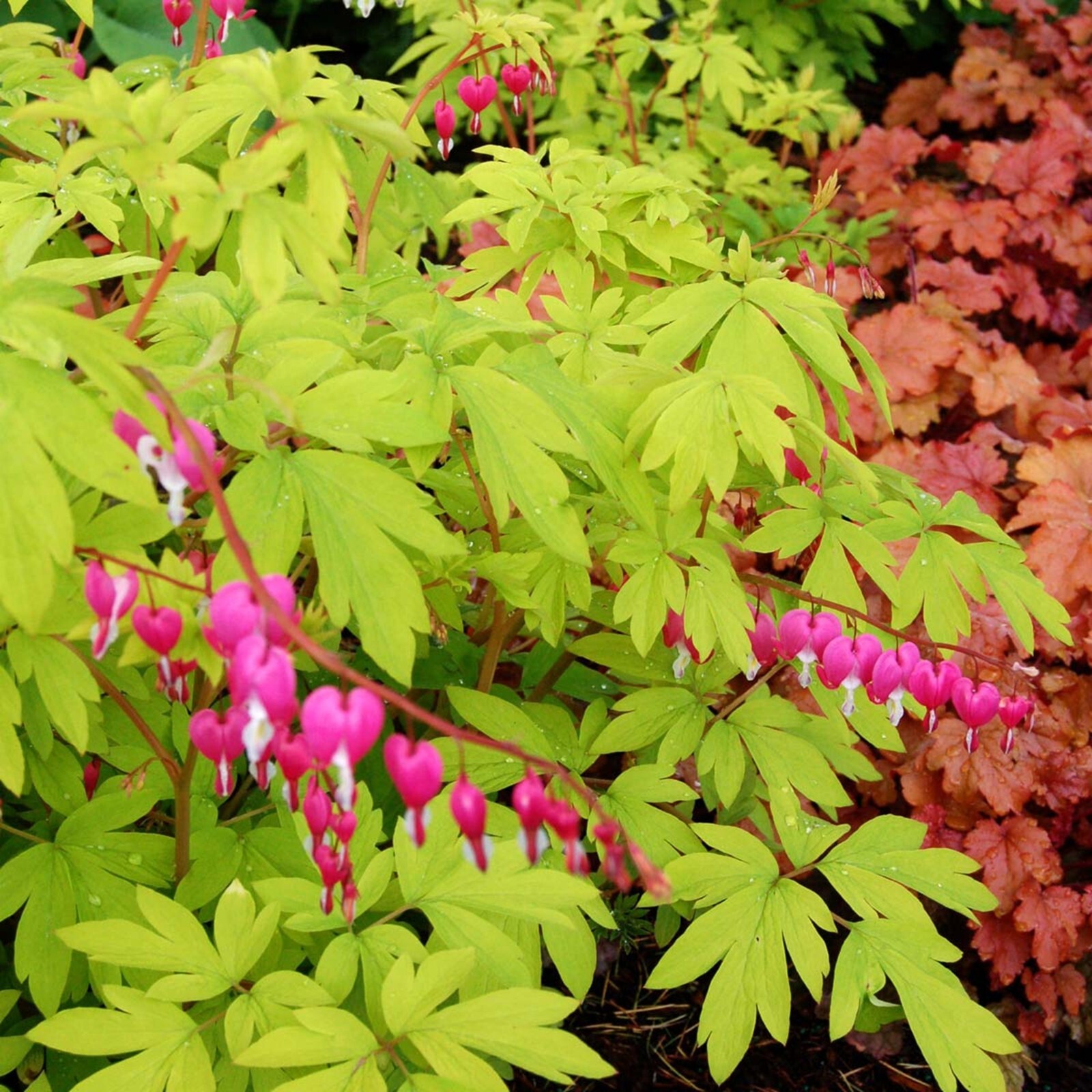 25 Golden Heart Bleeding Heart Seeds Dicentra Spectabilis Flowers US SELLER
