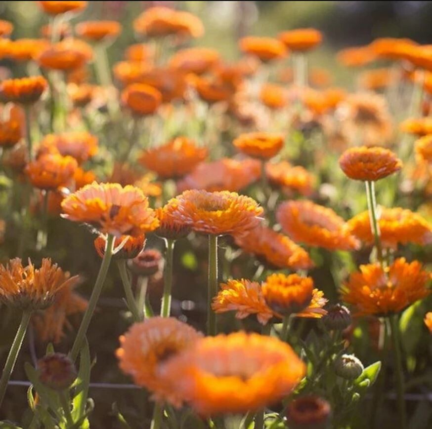 50+Seeds | Pink Surprise Calendula Seeds #H005