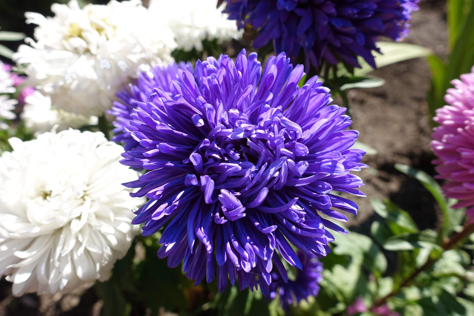 30 DUCHESS DARK BLUE PAEONY ASTER French Peony Callistephus Flower Seeds *CombSH