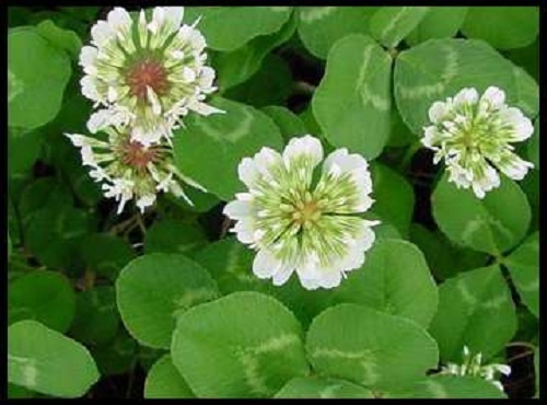 10 Lbs White LADINO CLOVER SEED For Deer Food Plot Bees Goats Chickens Pasture