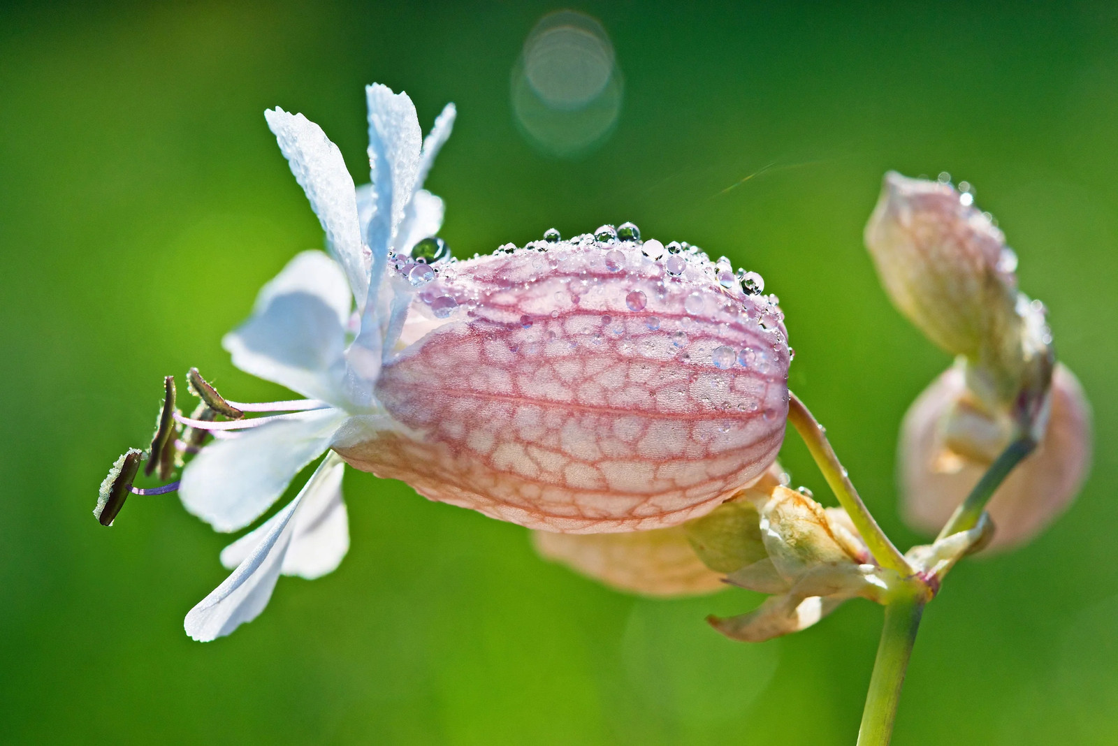 100 MAIDENSTEARS Silene Vulgaris Bladder Campion Pink & White Flower Seeds