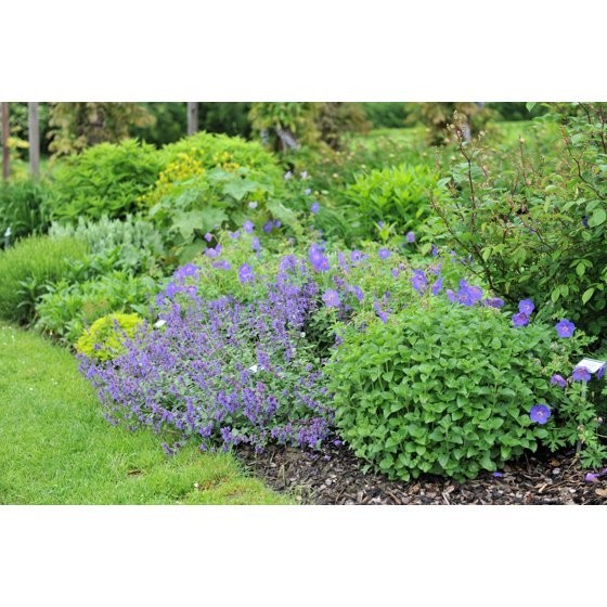 50 PERSIAN CATMINT Mussins Nepeta Racemosa Flower Seeds