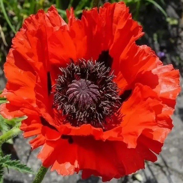 5,000+ Mixed Oriental Poppy Seeds Premium Perennial Giant Crepe-Paper Blossoms