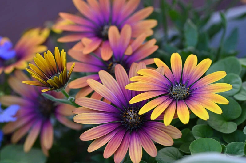 200+ Purple & Yellow Cape Daisy Seeds for Garden Planting – USA – FREE SHIPPING!
