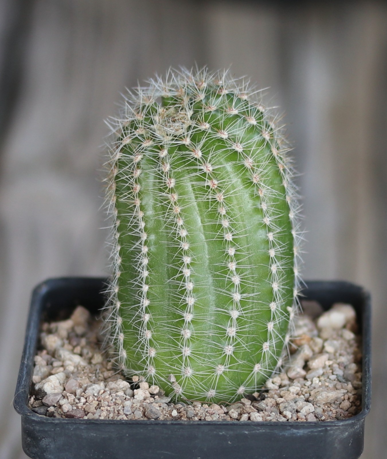 Echinopsis hybrid ‘Ishtar’
