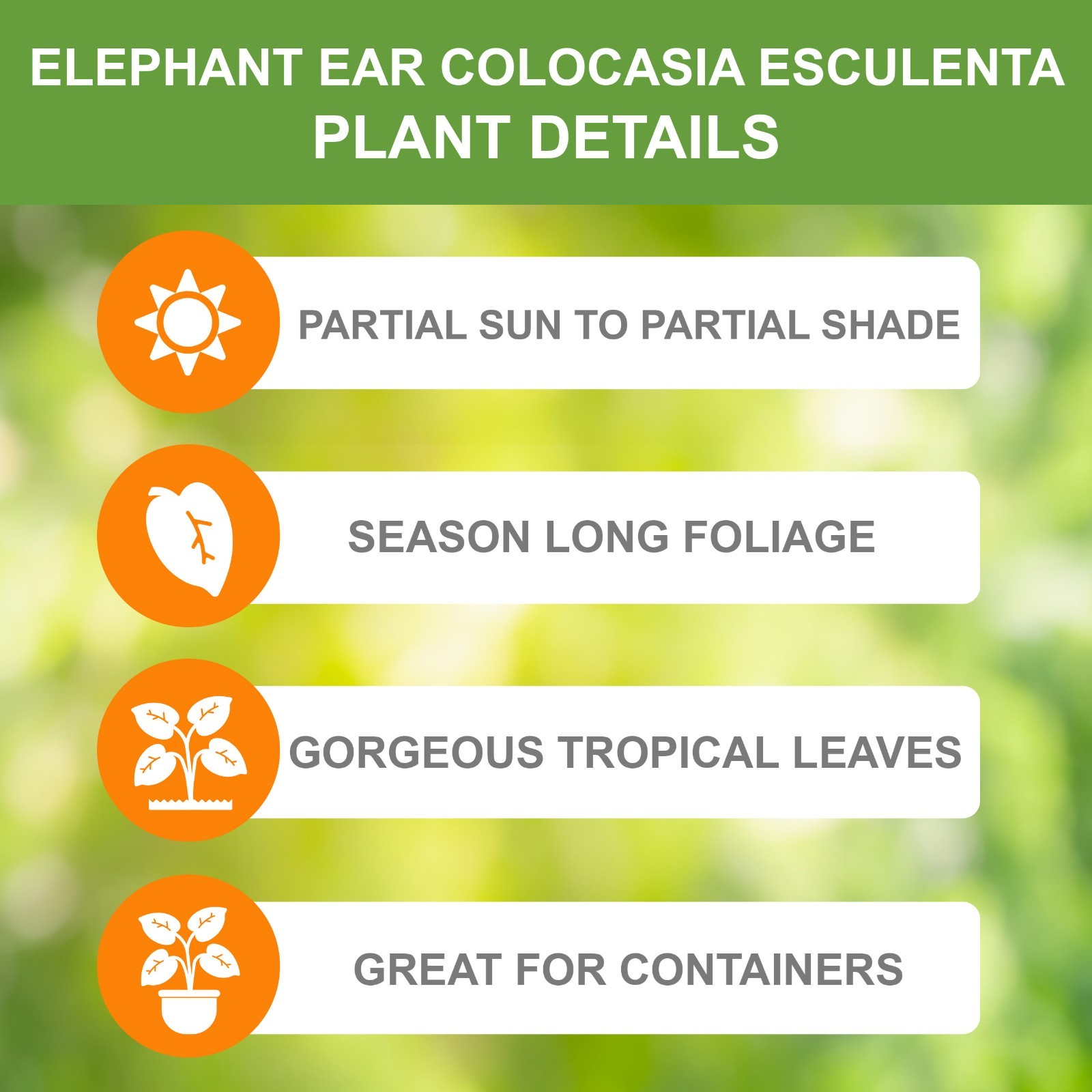 Garden State Bulb Colocasia Esculenta Elephant Ear Bulbs, 7/9 inches, Spring