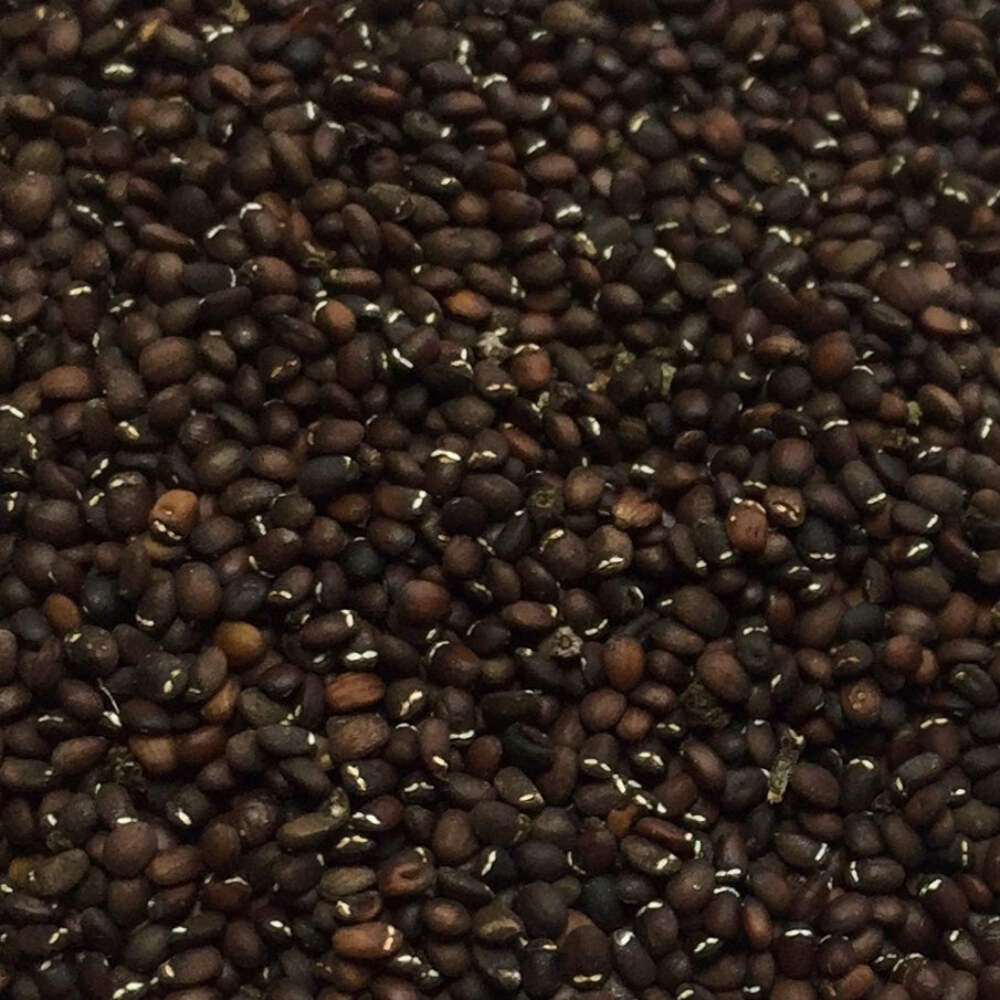 Catnip Seeds (Nepeta cataria) ~Traditional Herb Perennial Pollinator Garden