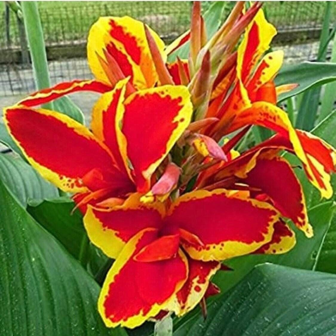 1 “Lucifer” Dwarf Green Leaf Canna Rhizome (Not Plant) Top Size – US Seller