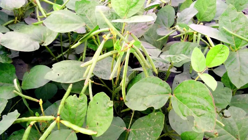 Black Matpe Bean Seeds (100) / ORGANIC / INDIAN CUISINE / RARE/ FLORIDA GROWN