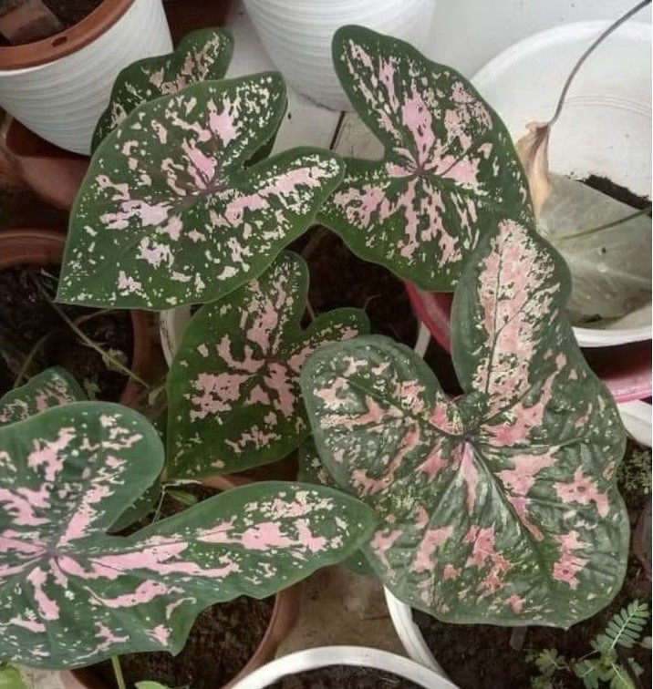 AUTHENTIC Caladium Silvery Pink 1 bulbs