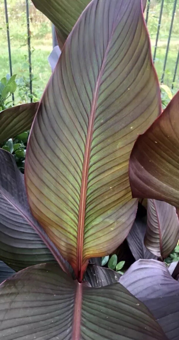Canna Bulbs Red Flowers Tall Plants ONE Bronze Leaf Lily Rhizome
