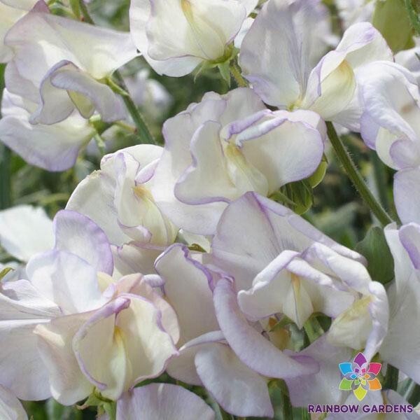 50+ King’s High Scent Sweet Pea Seeds for Garden Planting – USA – FREE SHIPPING!