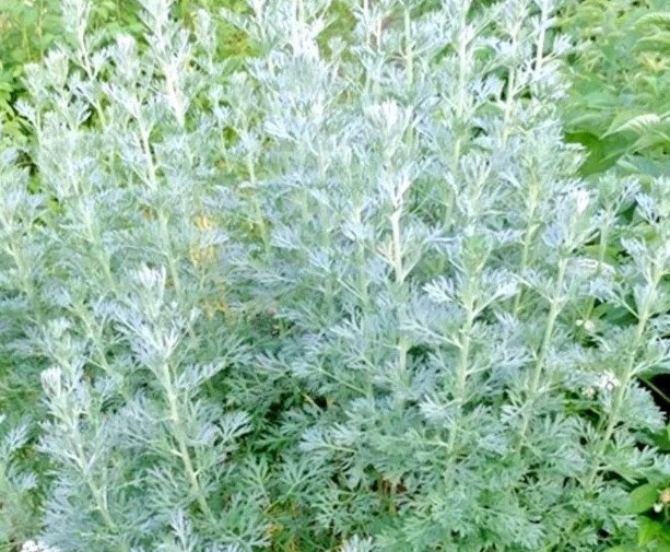 20+ WORMWOOD ABSINTHE SEEDS SPRING PERENNIAL MOSQUITO PESTS USA