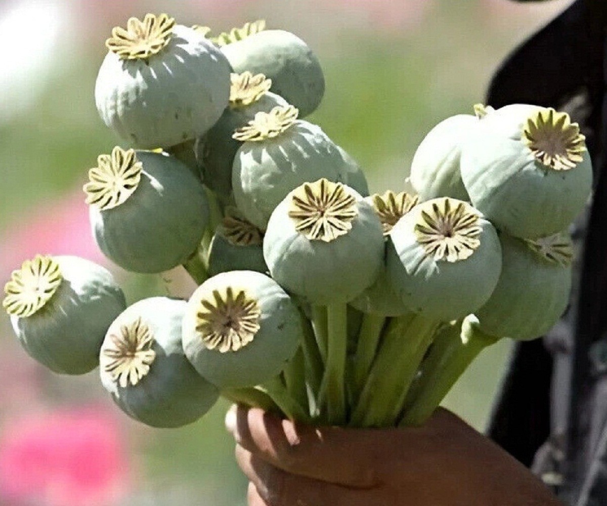 5,000 Organic Giganteum Papaever Somniferum Poppy Seeds Grow Huge Flowers & Pods