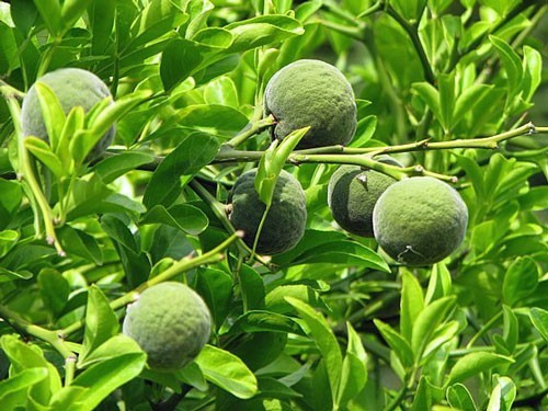 Citrus trifoliata | Flying Dragon | Bitter Orange | 10 Seeds