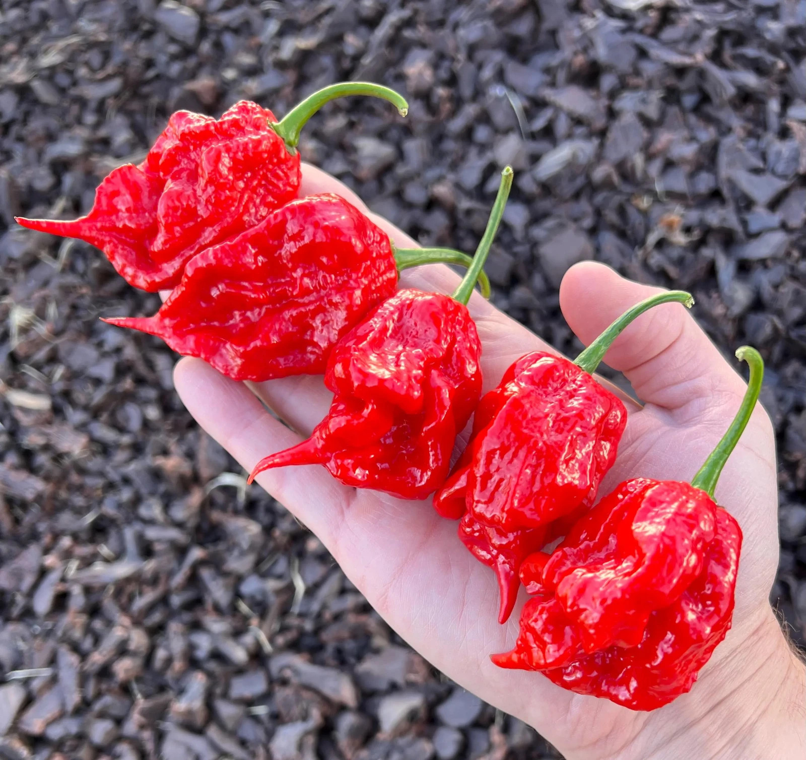 Chernobyl Reaper – Superhot Pepper Seeds Pack