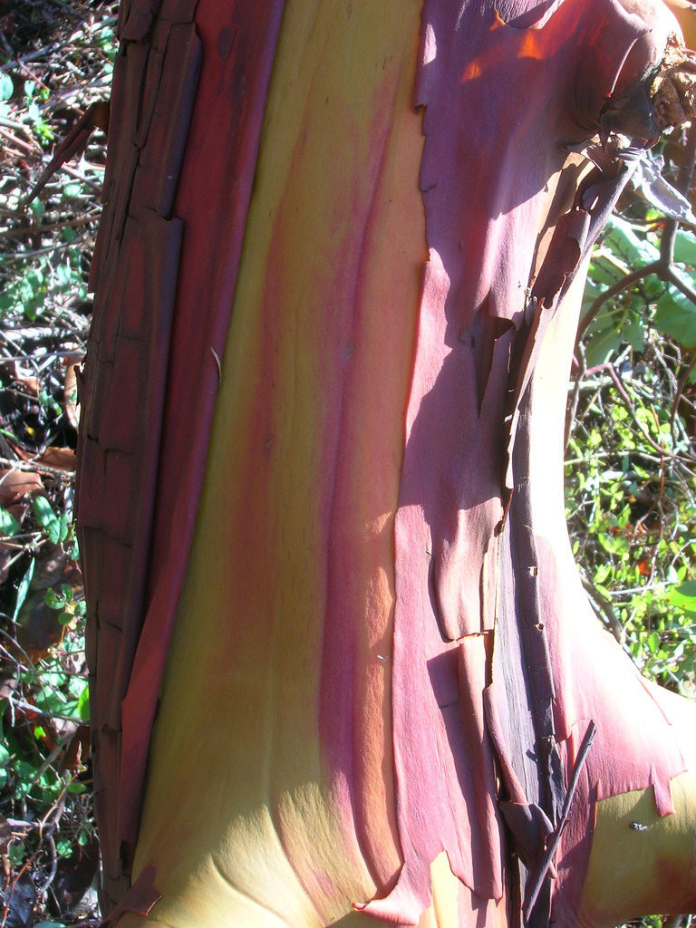 10 PACIFIC MADRONE TREE Bearberry Red Arbutus Menziesii Oregon Laurel Seeds