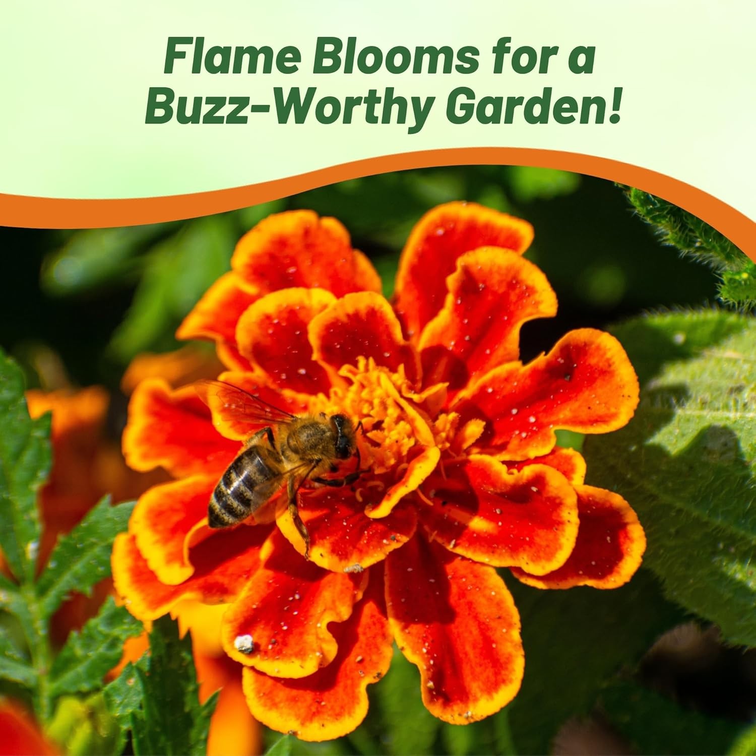 500 Seeds French Marigold Tagetes Patula Durango Flame Flower Seeds