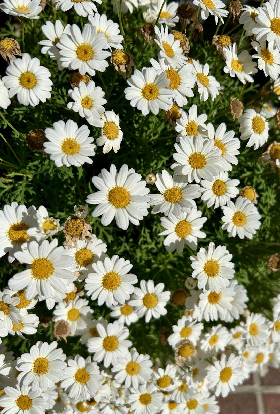 White Marguerite Daisy, Argyranthemum Frutescens – 200 seeds 2026 – USA