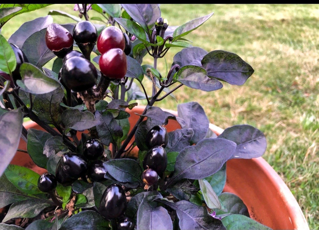 100 ROYAL BLACK PEPPER Capsicum Annuum Very Hot Chilli Vegetable Seeds
